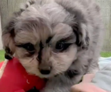 Pomachon Puppies For Sale Seaside Pups